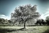 Olivier_3