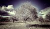 Olivier_Copie